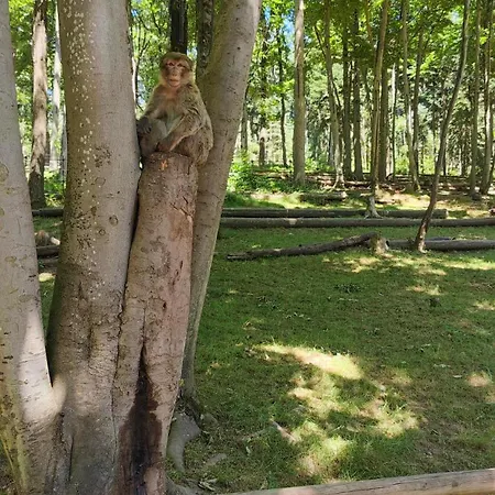 Bel F2 Entierement Renove Apartamento Sélestat