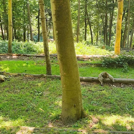 Bel F2 Entierement Renove Sélestat